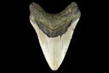 Fossil Megalodon Tooth - North Carolina #124342-2